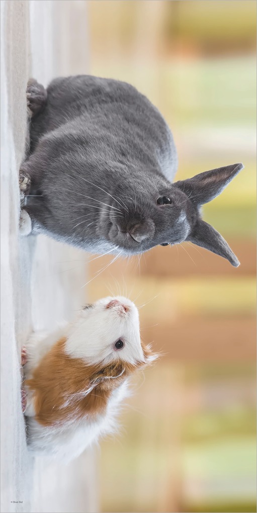 Weitere Ansicht: Tierfreundschaften 2027 | Neumann Verlage GmbH & Co. KG