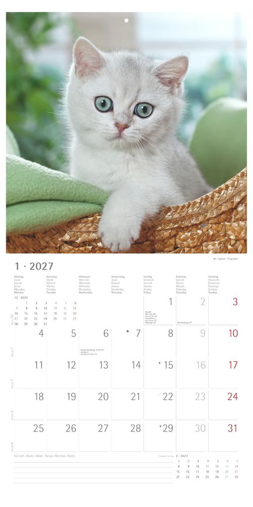 Weitere Ansicht: Katzenbabys 2027 | Neumann Verlage GmbH & Co. KG