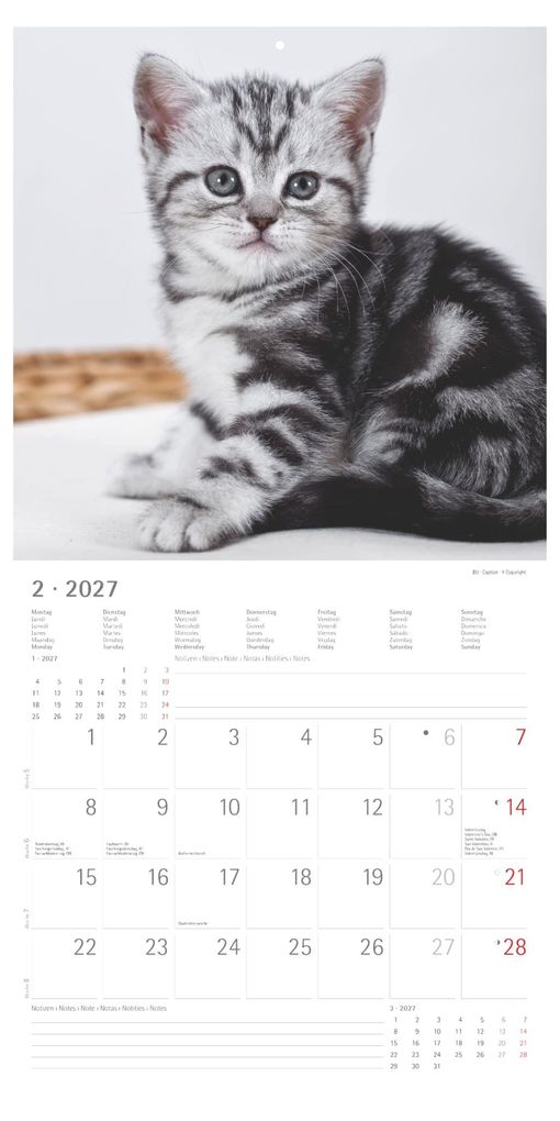 Weitere Ansicht: Katzenbabys 2027 | Neumann Verlage GmbH & Co. KG
