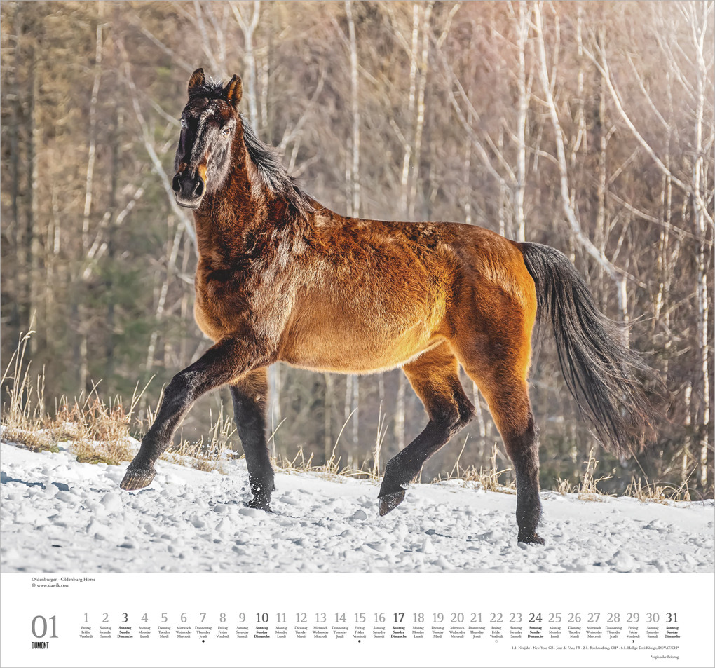 Weitere Ansicht: Geliebte Pferde 2027 | Neumann Verlage GmbH & Co. KG