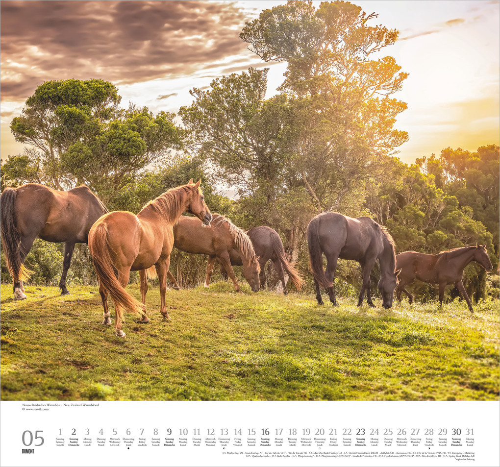 Weitere Ansicht: Geliebte Pferde 2027 | Neumann Verlage GmbH & Co. KG
