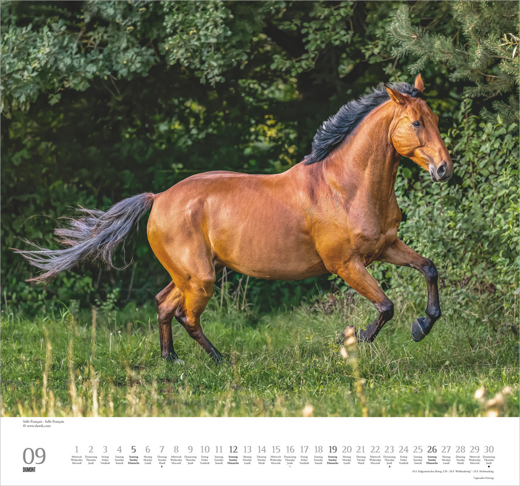 Weitere Ansicht: Geliebte Pferde 2027 | Neumann Verlage GmbH & Co. KG