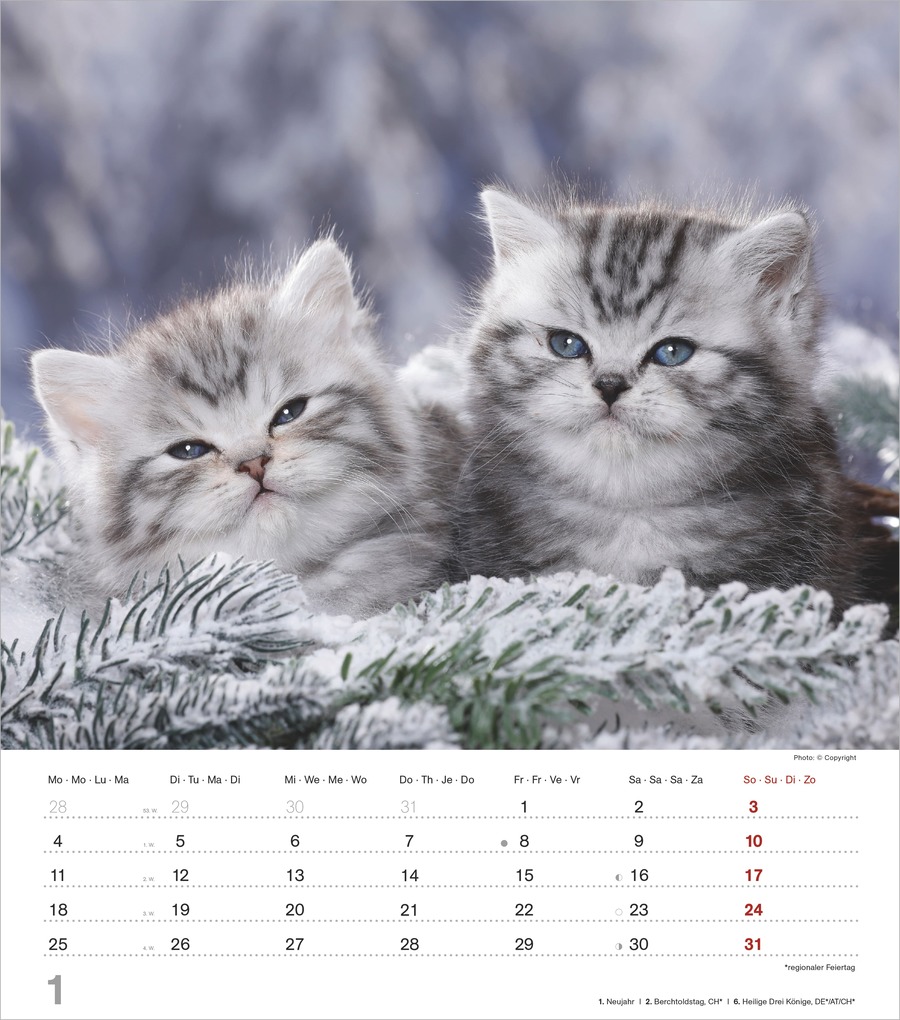 Weitere Ansicht: Niedliche Katzenkinder 2027 | Neumann Verlage GmbH & Co. KG