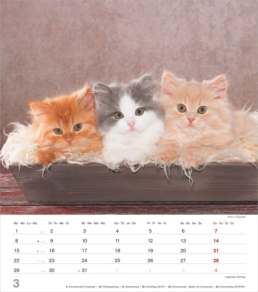 Weitere Ansicht: Niedliche Katzenkinder 2027 | Neumann Verlage GmbH & Co. KG
