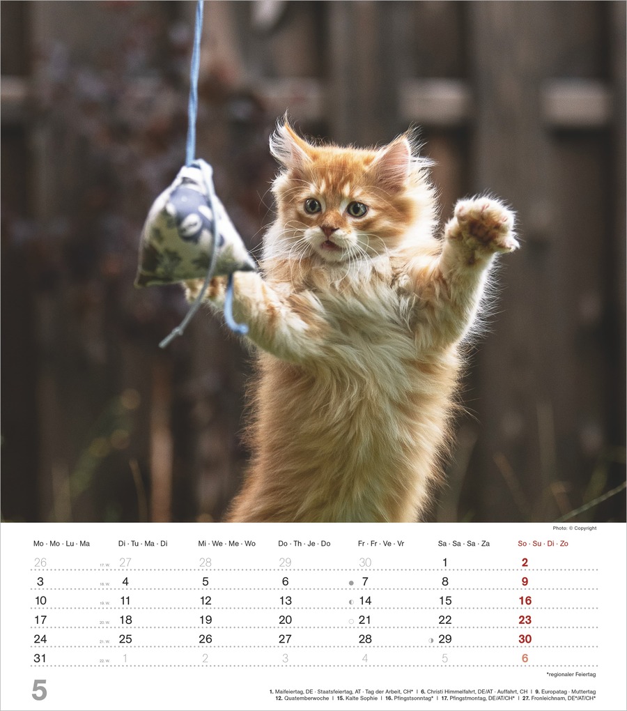 Weitere Ansicht: Niedliche Katzenkinder 2027 | Neumann Verlage GmbH & Co. KG