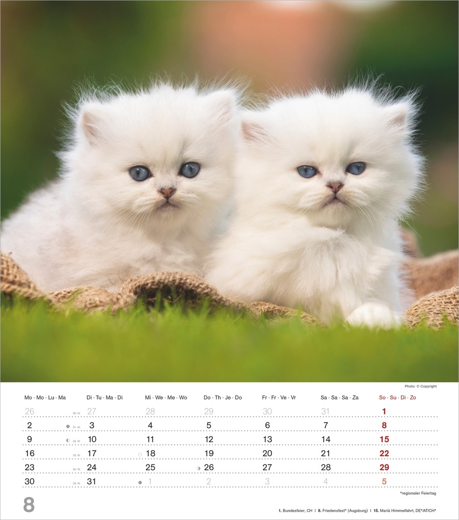 Weitere Ansicht: Niedliche Katzenkinder 2027 | Neumann Verlage GmbH & Co. KG