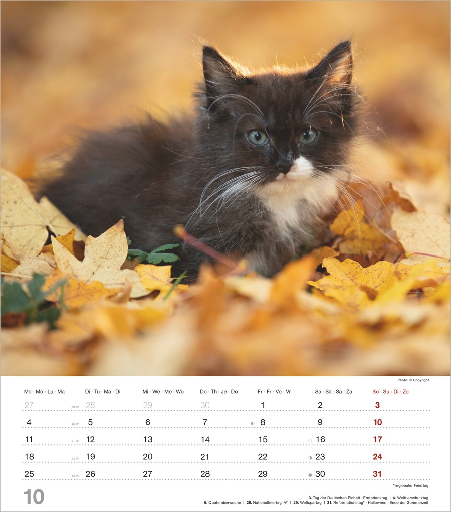 Weitere Ansicht: Niedliche Katzenkinder 2027 | Neumann Verlage GmbH & Co. KG