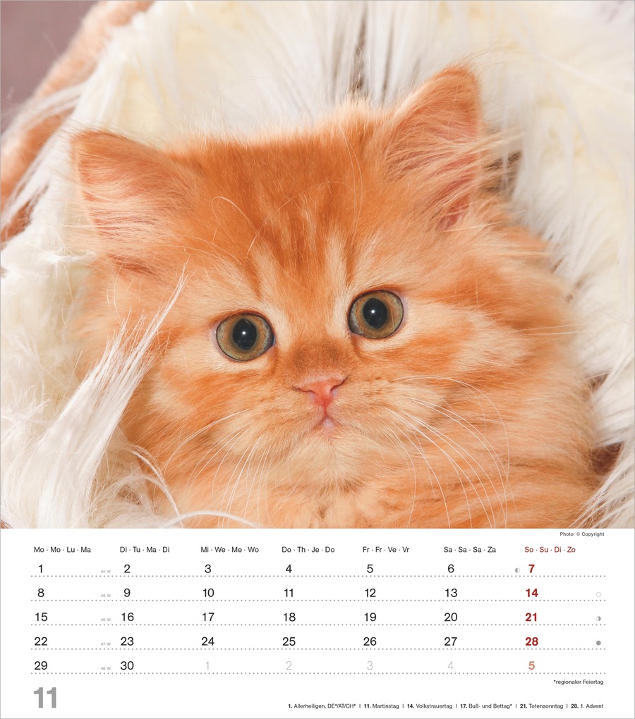 Weitere Ansicht: Niedliche Katzenkinder 2027 | Neumann Verlage GmbH & Co. KG