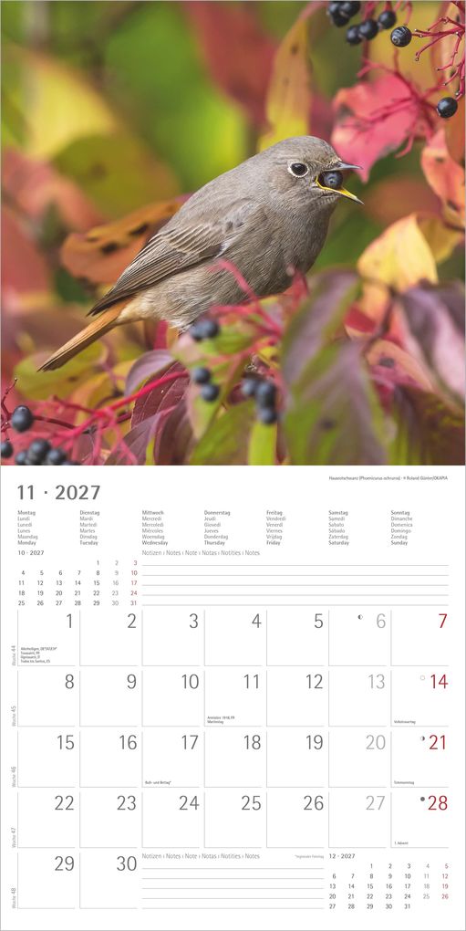 Weitere Ansicht: Einheimische Vögel 2027 | Neumann Verlage GmbH & Co. KG