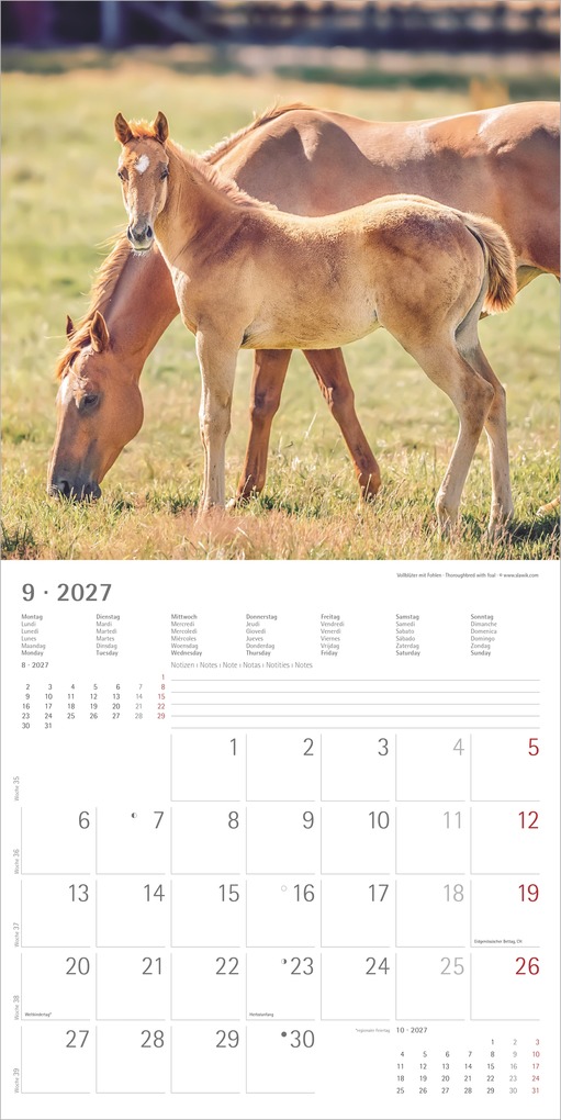 Weitere Ansicht: Pferde 2027 | Neumann Verlage GmbH & Co. KG