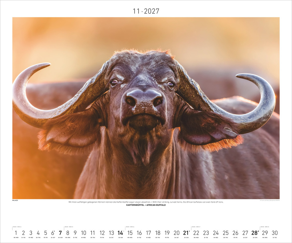 Weitere Ansicht: Hautnah - Afrikas Wildnis 2027 | Neumann Verlage GmbH & Co. KG