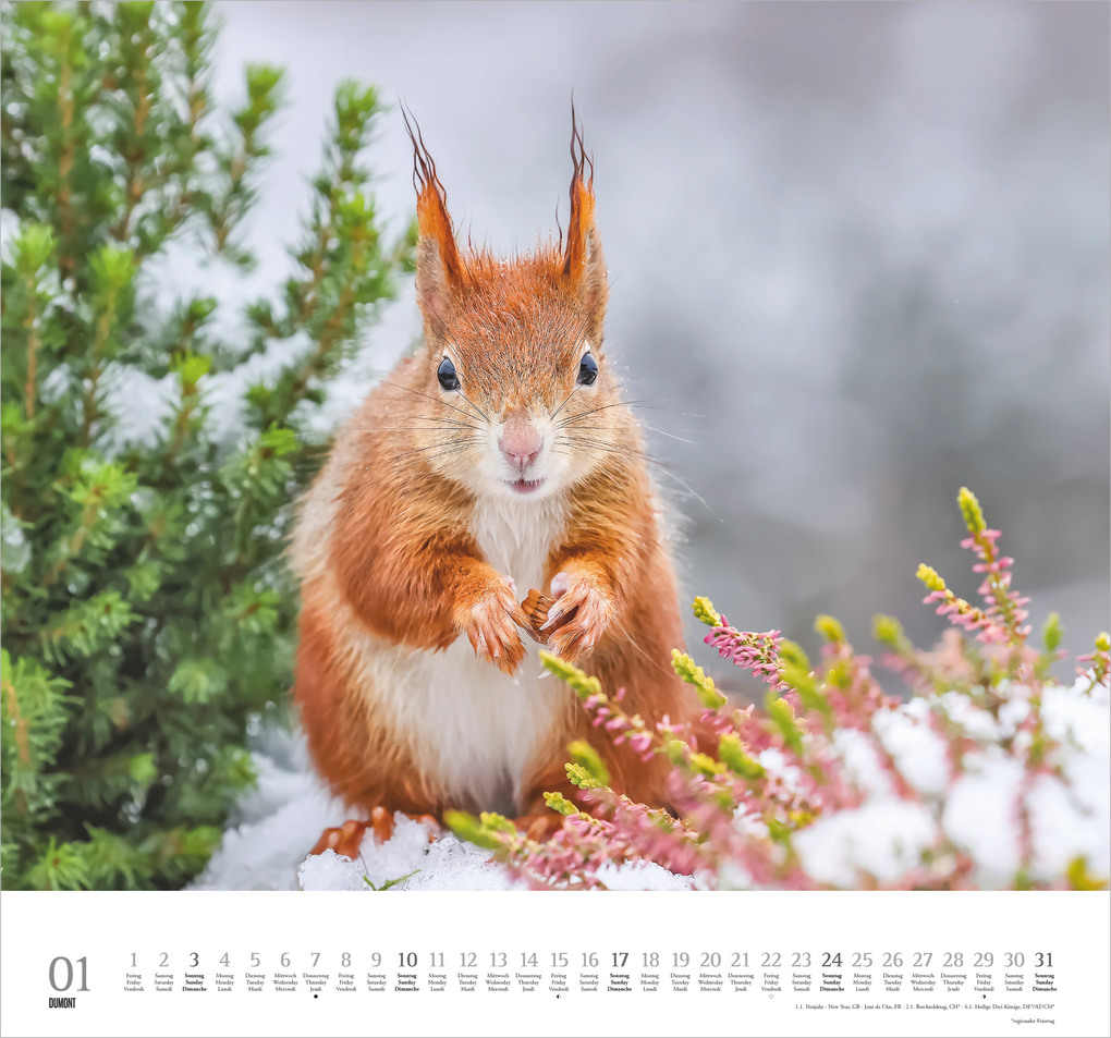 Weitere Ansicht: Geliebte Eichhörnchen 2027 | Neumann Verlage GmbH & Co. KG