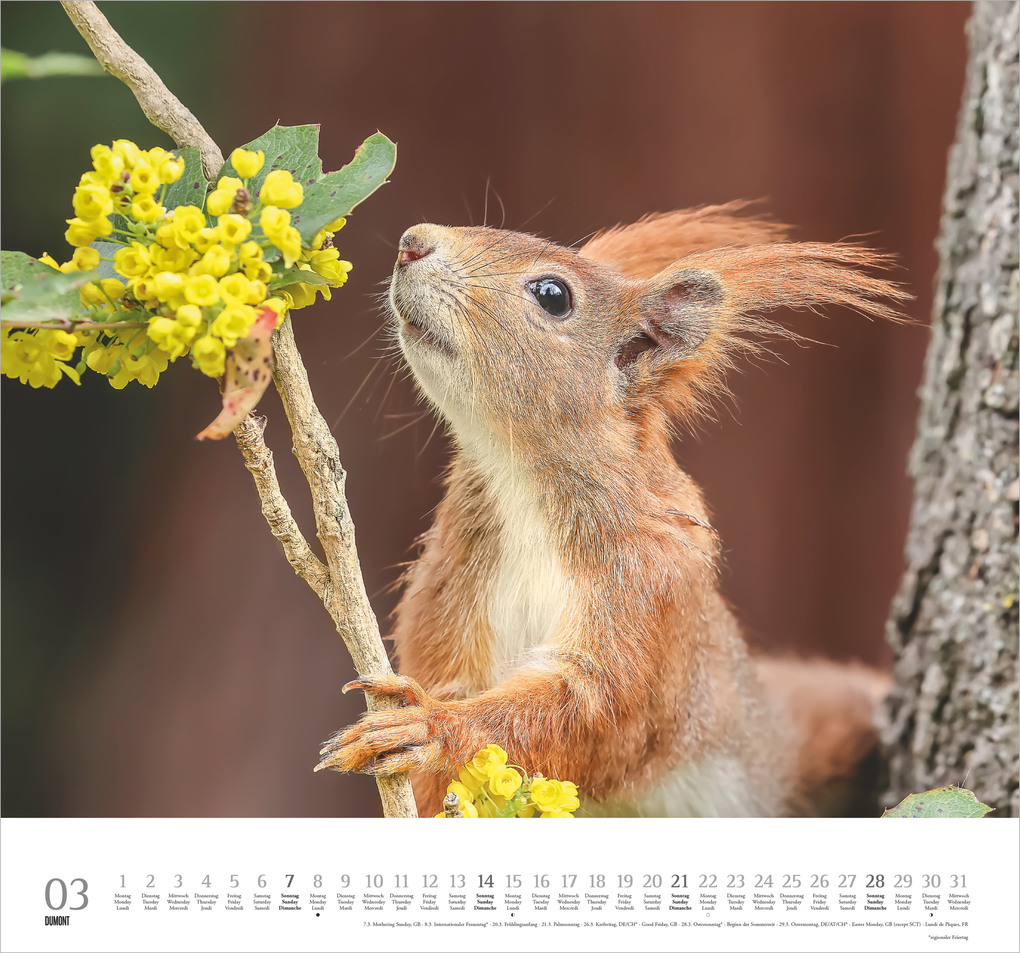 Weitere Ansicht: Geliebte Eichhörnchen 2027 | Neumann Verlage GmbH & Co. KG