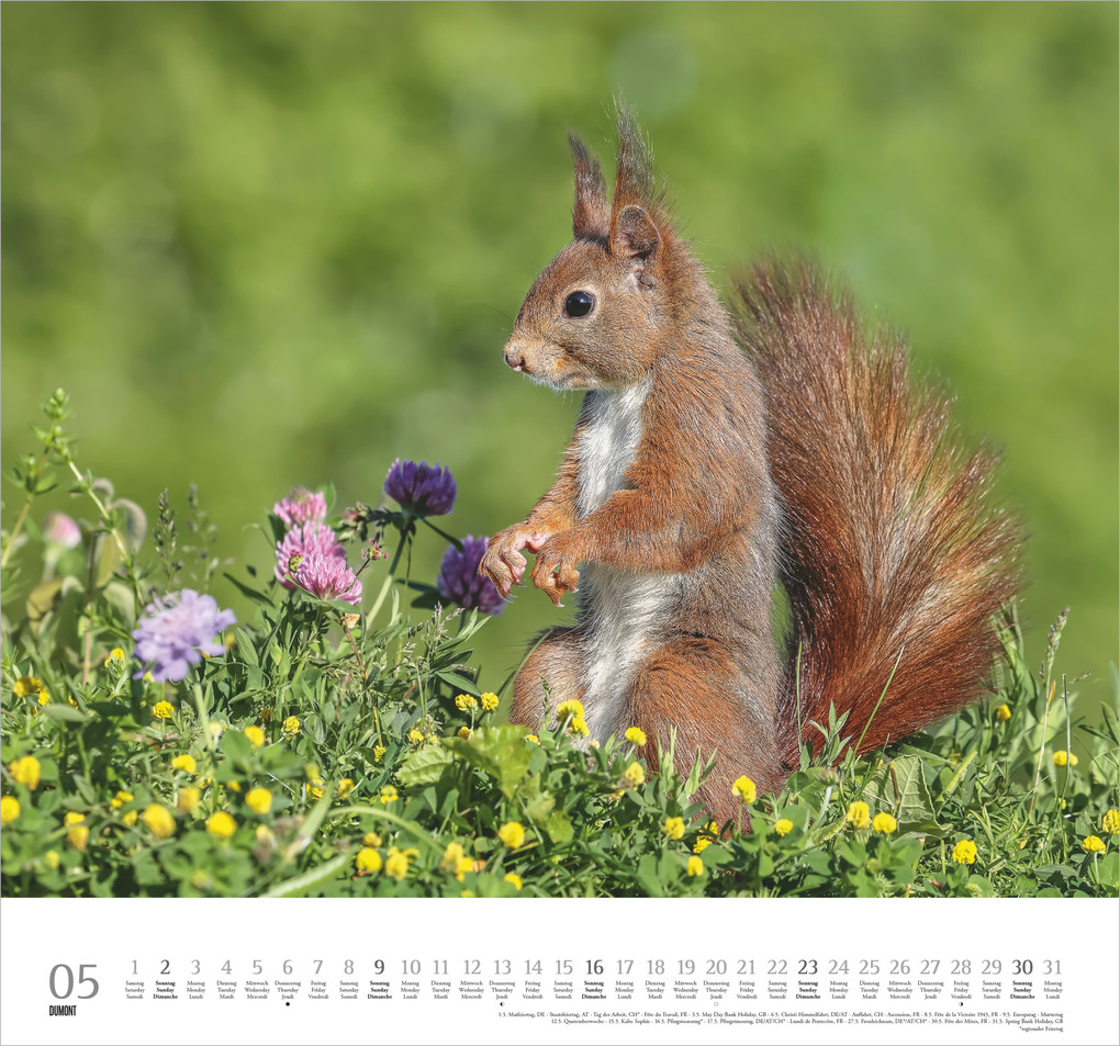 Weitere Ansicht: Geliebte Eichhörnchen 2027 | Neumann Verlage GmbH & Co. KG
