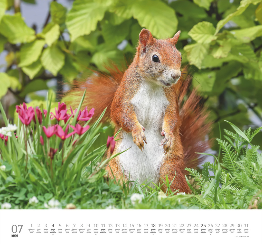 Weitere Ansicht: Geliebte Eichhörnchen 2027 | Neumann Verlage GmbH & Co. KG