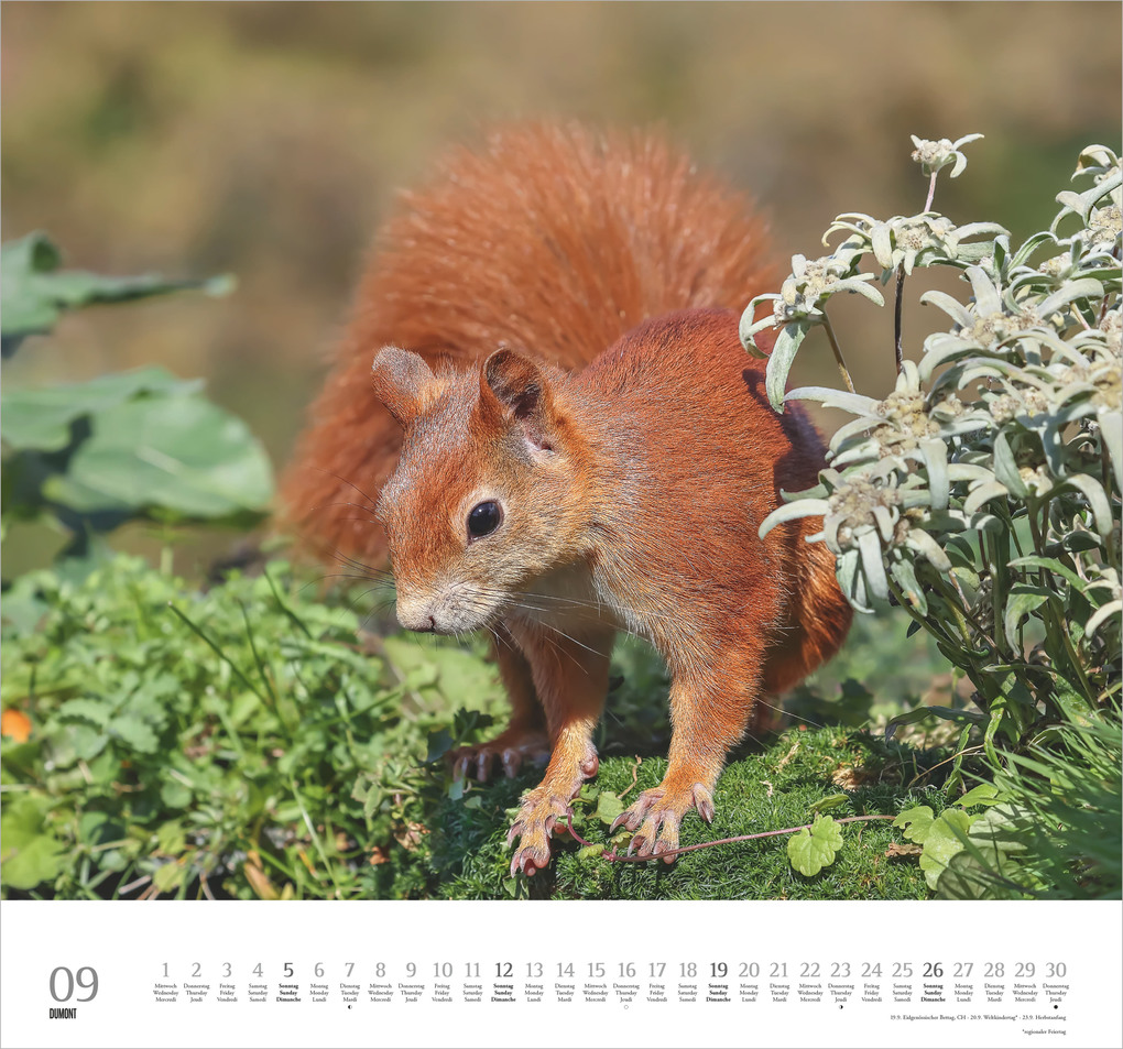 Weitere Ansicht: Geliebte Eichhörnchen 2027 | Neumann Verlage GmbH & Co. KG