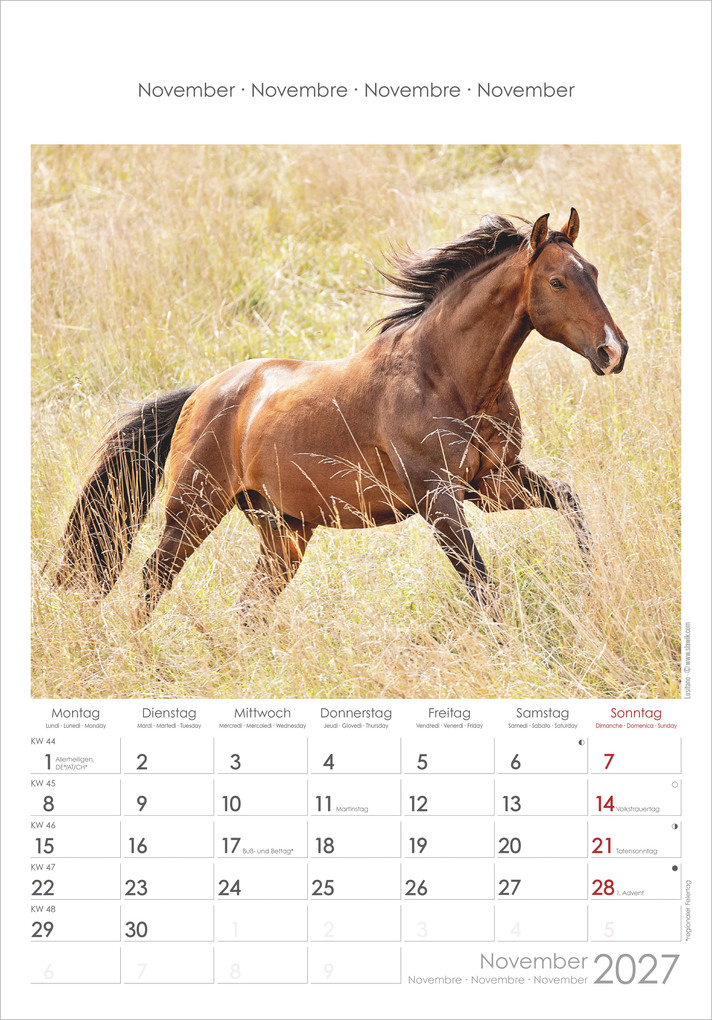 Weitere Ansicht: Pferde 2027 | Neumann Verlage GmbH & Co. KG