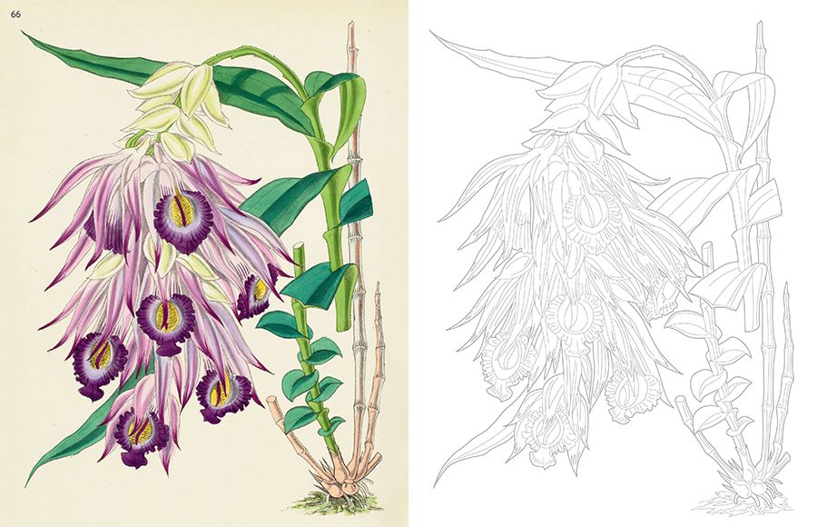 Weitere Ansicht: Kew Gardens - Florale Ausmalträume | Kew Gardens