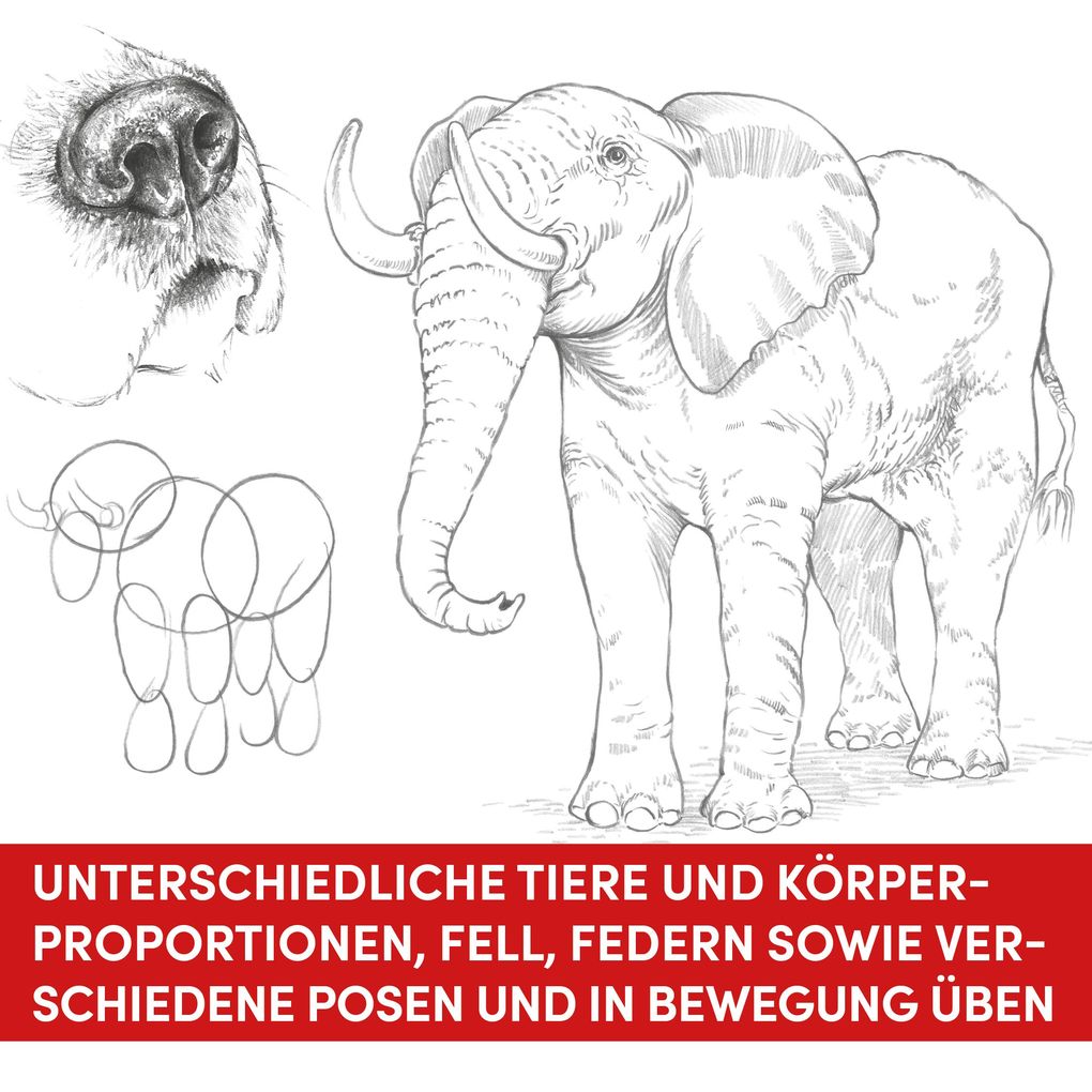 Weitere Ansicht: Die Kunst des Zeichnens Tiere Übungsbuch | Frechverlag