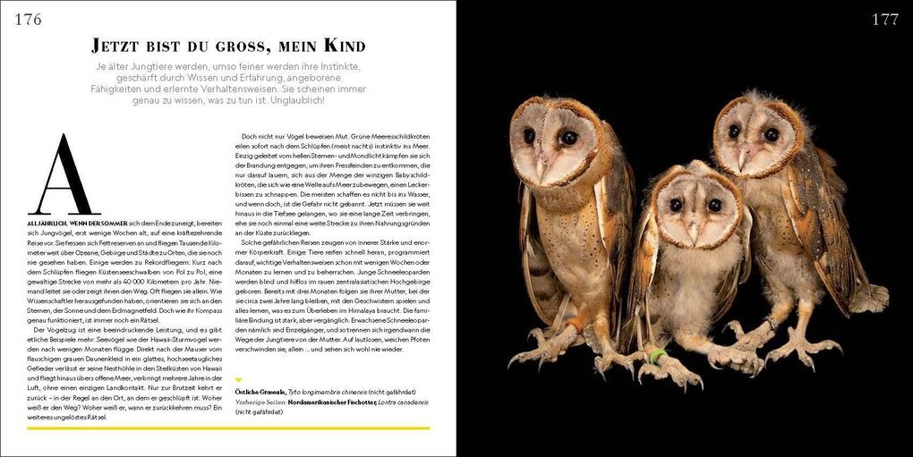 Weitere Ansicht: Tierkinder | Joel Sartore