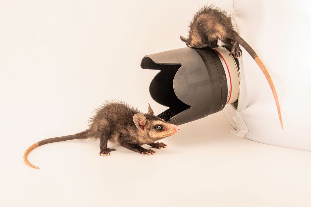 Weitere Ansicht: Tierkinder | Joel Sartore