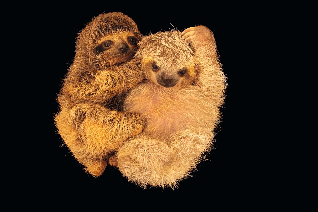 Weitere Ansicht: Tierkinder | Joel Sartore