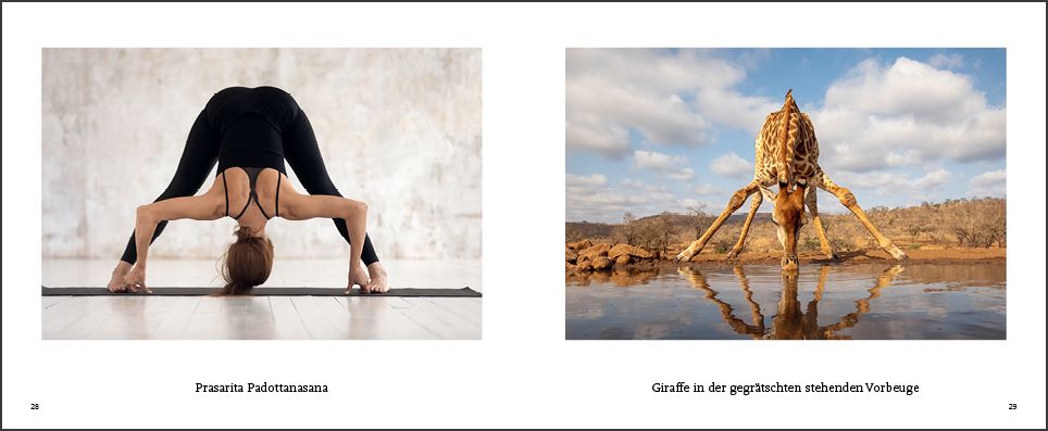 Weitere Ansicht: Tiere machen Yoga