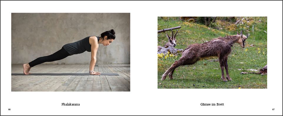 Weitere Ansicht: Tiere machen Yoga