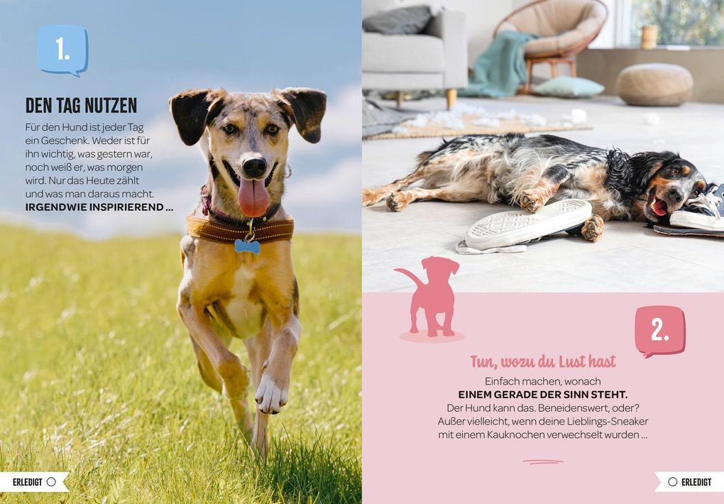 Weitere Ansicht: 100 Dinge, die man von einem Hund lernen kann