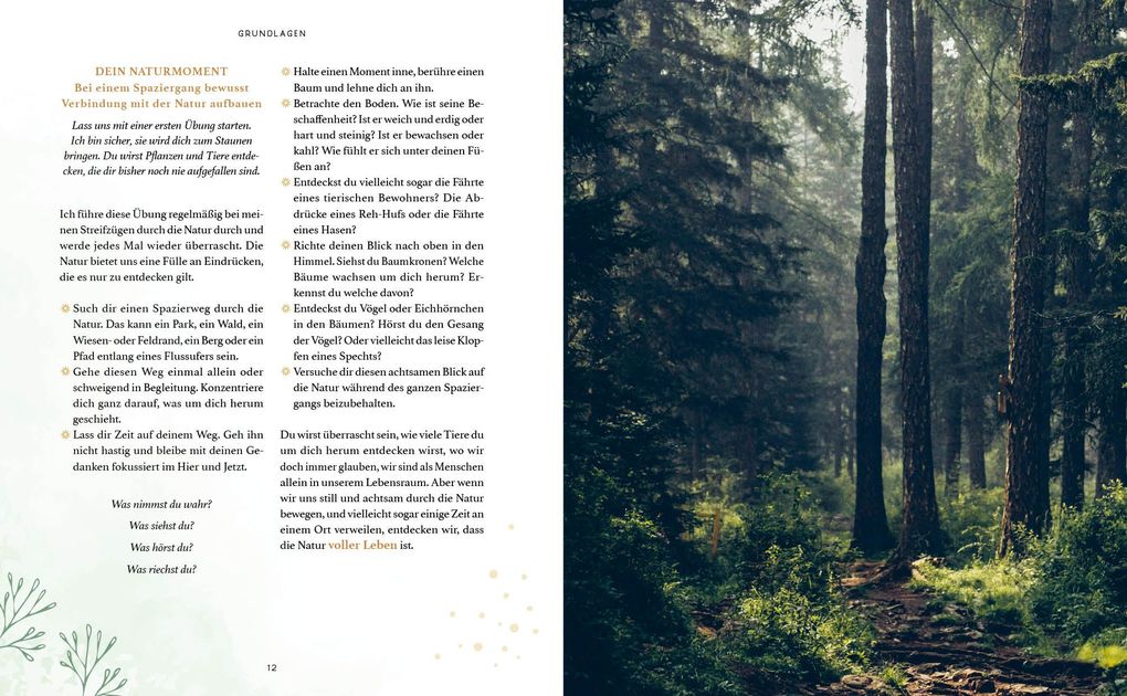 Weitere Ansicht: Zaubernuss und Waldmagie - Naturmomente für deine Seele | Sabine Strassmair