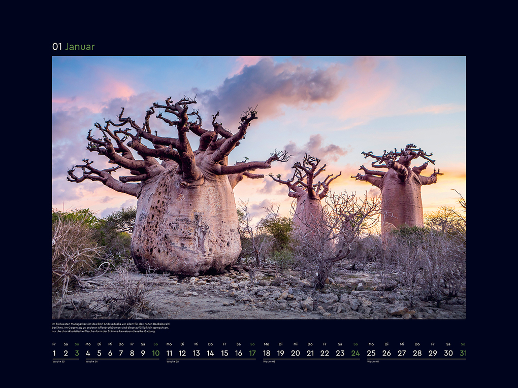 Weitere Ansicht: Alte Bäume, Sinnbilder des Lebens - KUNTH Wandkalender 2027