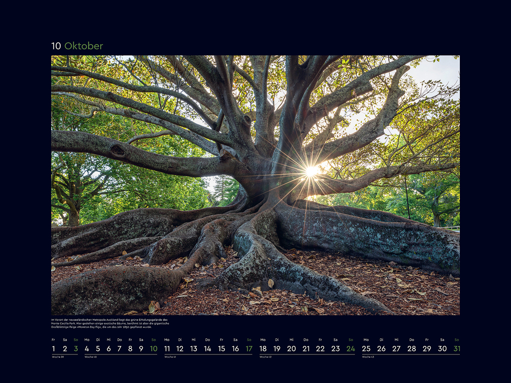 Weitere Ansicht: Alte Bäume, Sinnbilder des Lebens - KUNTH Wandkalender 2027