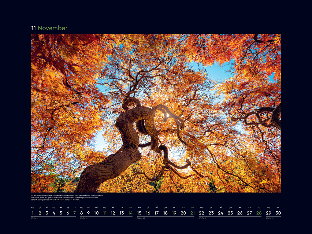 Weitere Ansicht: Alte Bäume, Sinnbilder des Lebens - KUNTH Wandkalender 2027