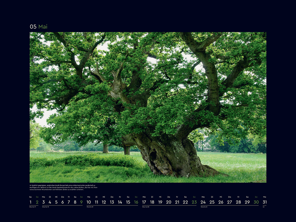 Weitere Ansicht: Alte Bäume, Sinnbilder des Lebens - KUNTH Wandkalender 2027