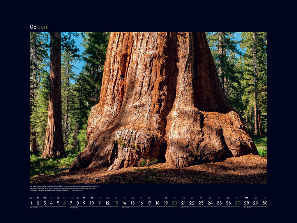 Weitere Ansicht: Alte Bäume, Sinnbilder des Lebens - KUNTH Wandkalender 2027