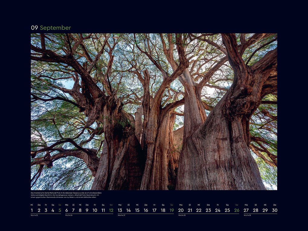 Weitere Ansicht: Alte Bäume, Sinnbilder des Lebens - KUNTH Wandkalender 2027