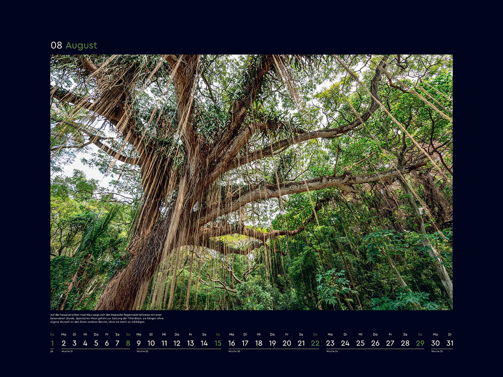 Weitere Ansicht: Alte Bäume, Sinnbilder des Lebens - KUNTH Wandkalender 2027
