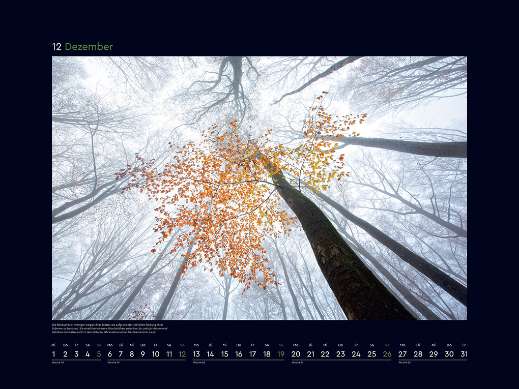 Weitere Ansicht: Magische Wälder der Erde - KUNTH Wandkalender 2027