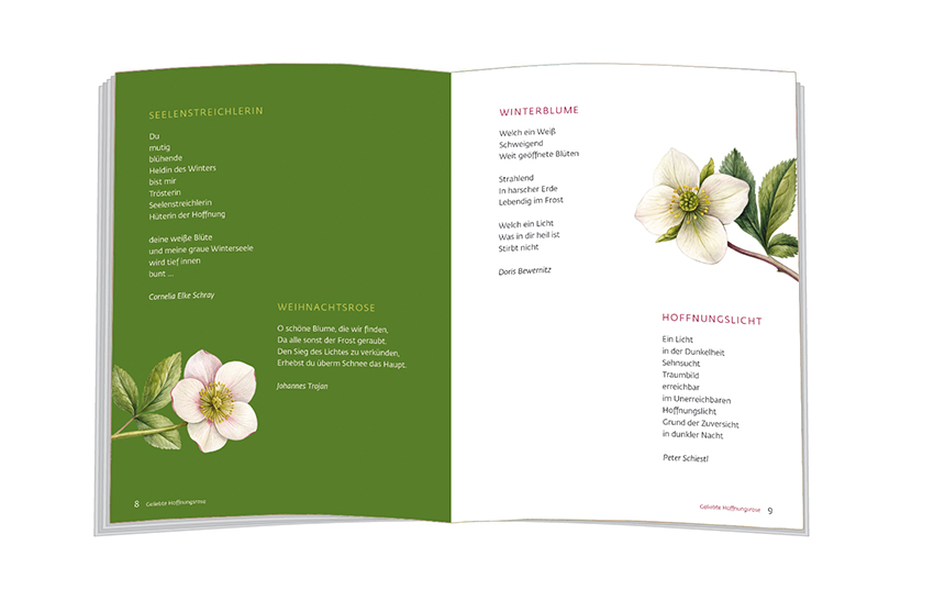 Weitere Ansicht: Es blüht eine Rose zur Winterzeit