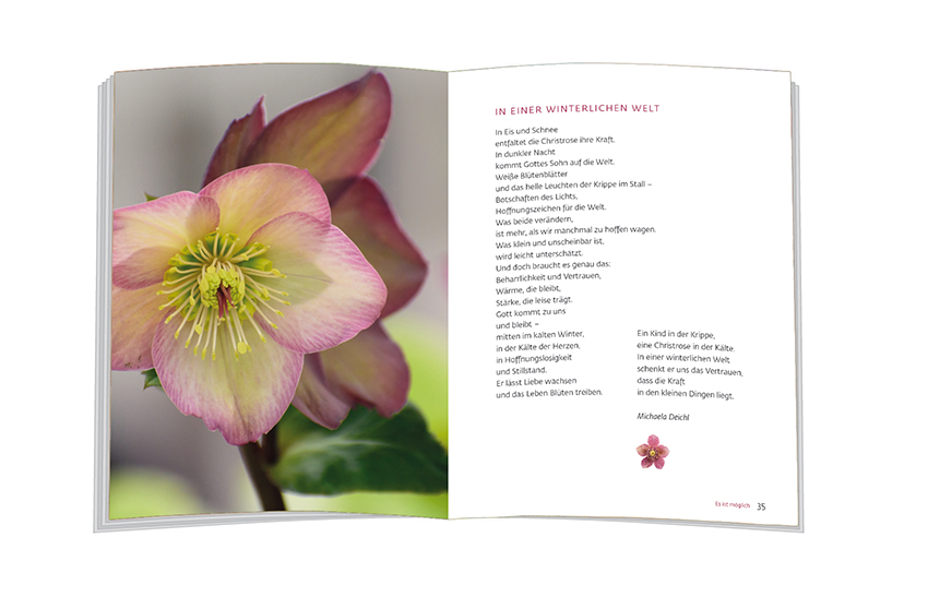 Weitere Ansicht: Es blüht eine Rose zur Winterzeit