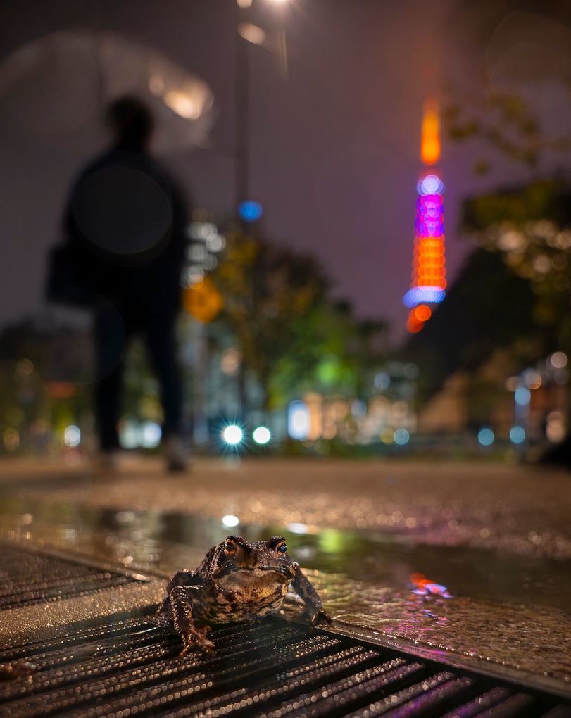 Weitere Ansicht: Wildlife Fotografien des Jahres - Portfolio 36