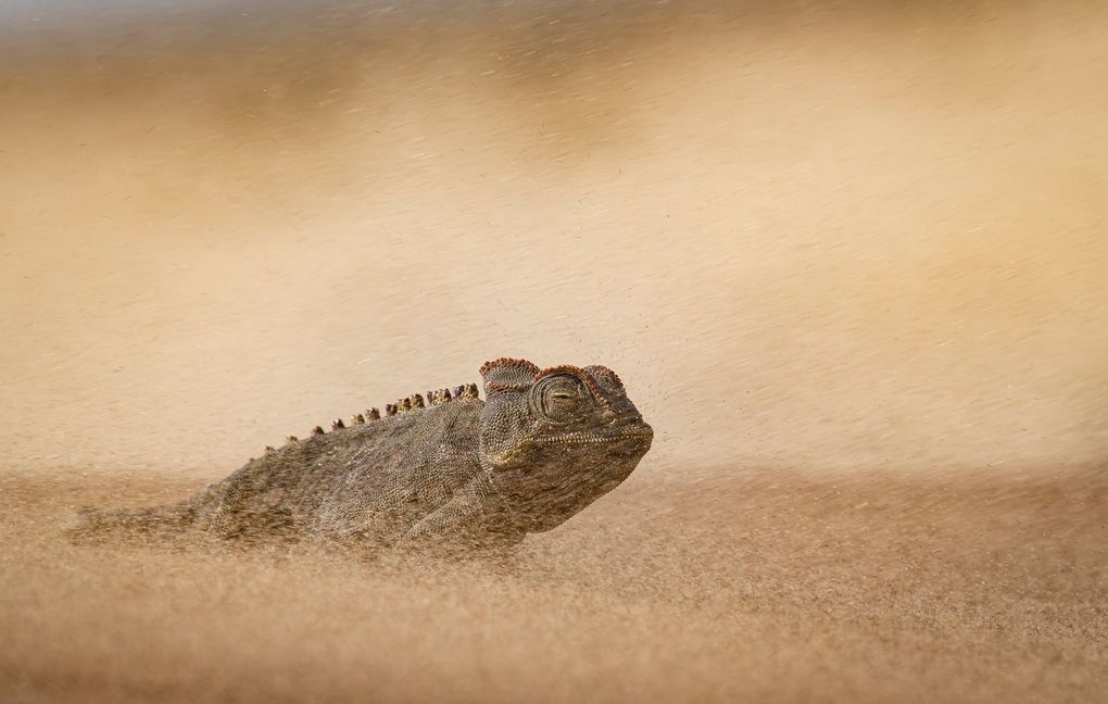 Weitere Ansicht: Wildlife Fotografien des Jahres - Portfolio 36