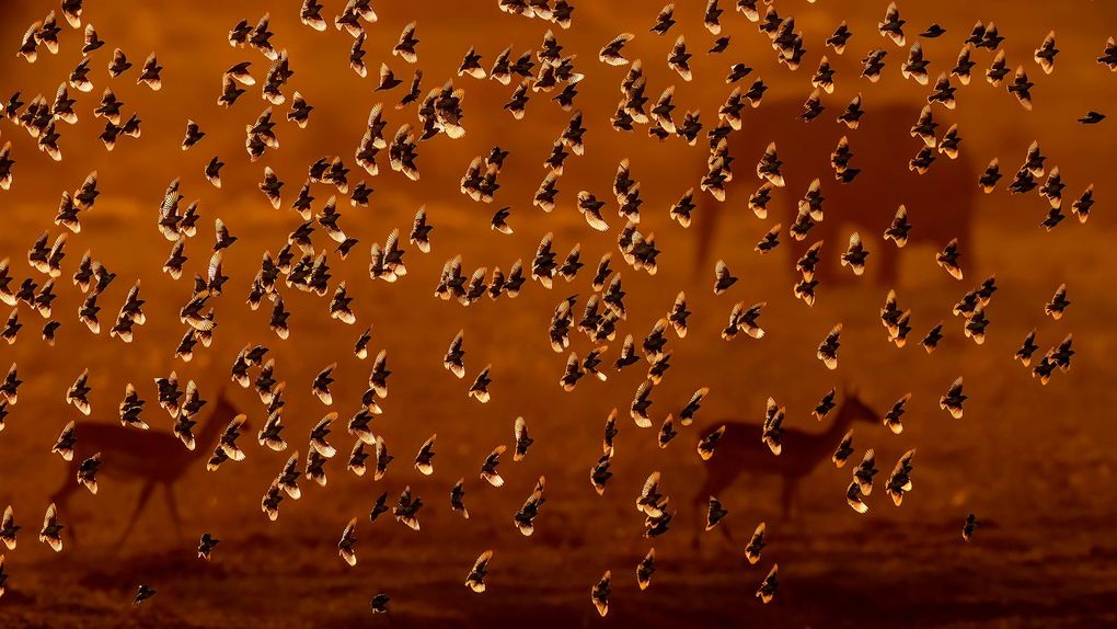 Weitere Ansicht: Wildlife Fotografien des Jahres - Portfolio 36