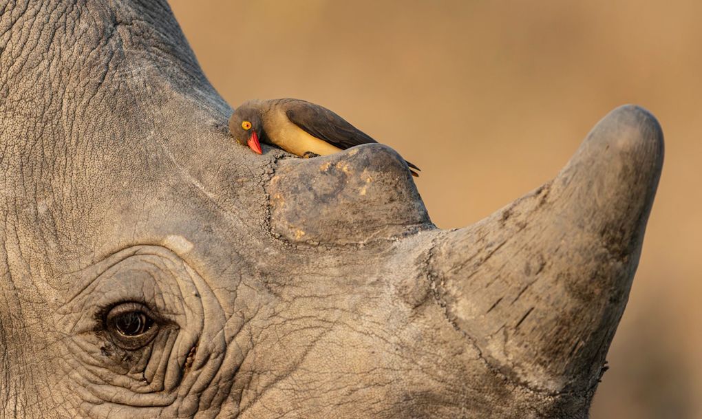 Weitere Ansicht: Wildlife Fotografien des Jahres - Portfolio 36