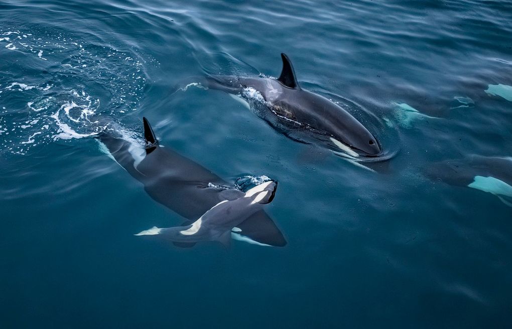 Weitere Ansicht: Wildlife Fotografien des Jahres - Portfolio 36