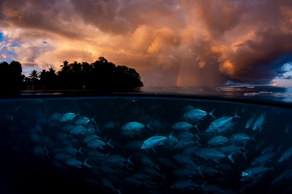 Weitere Ansicht: Wildlife Fotografien des Jahres - Portfolio 36