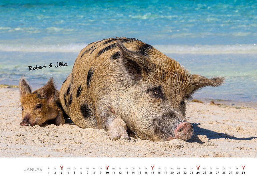 Weitere Ansicht: Schweine Kalender 2027 | J.-L; Hubert, M.-L. Klein