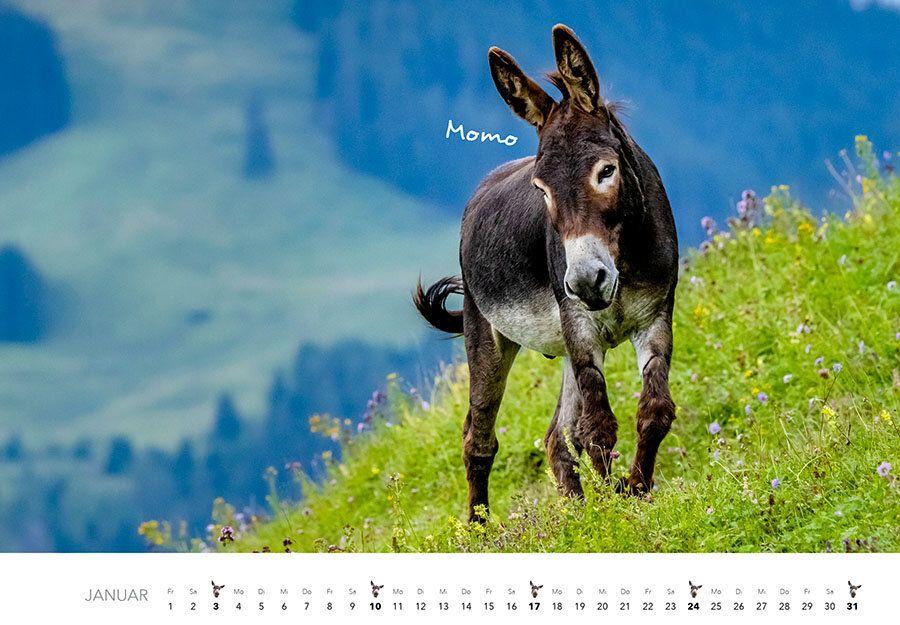 Weitere Ansicht: Esel Kalender 2027 | J.-L.;Hubert, M.-L. Klein