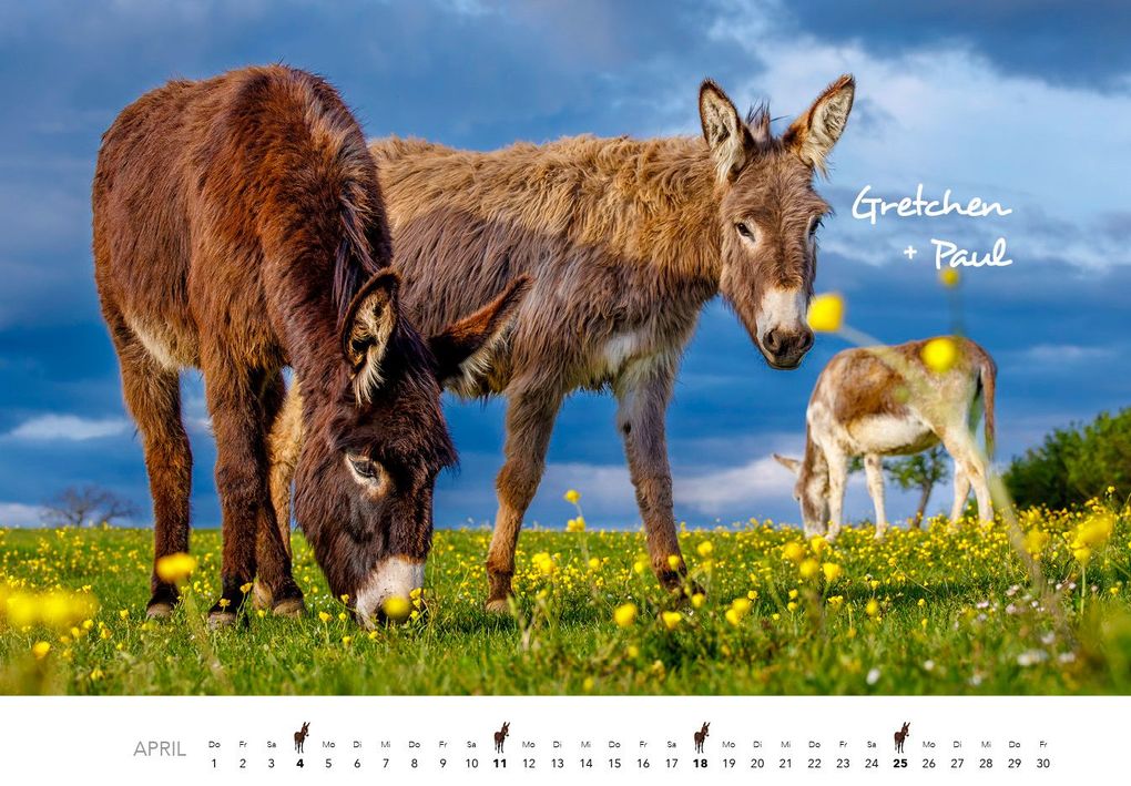 Weitere Ansicht: Esel Kalender 2027 | J.-L.;Hubert, M.-L. Klein