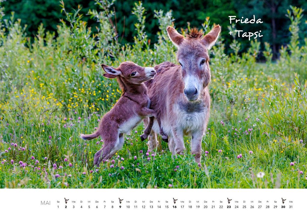Weitere Ansicht: Esel Kalender 2027 | J.-L.;Hubert, M.-L. Klein
